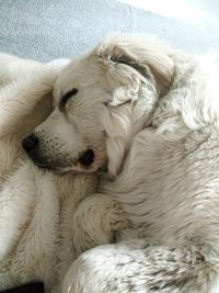 Close-up of dog sleeping