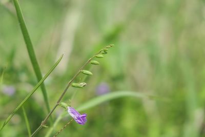 Close-up of purple flowering plant on field