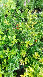 Close-up of fruits growing on tree