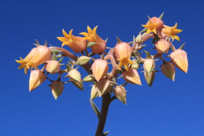 Low angle view of flowering plants against blue sky