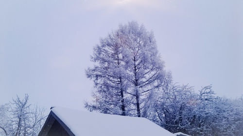 Snow covered bare tree and building against sky