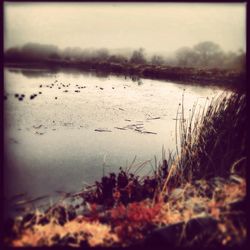 View of birds in water