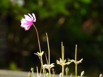 Close-up of pink flowers blooming outdoors