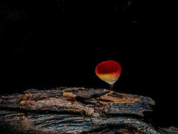 Close-up of red wine on rock against black background