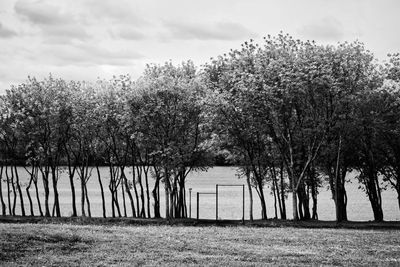 Trees on field against sky