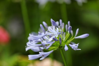 Close-up of white flowering plant