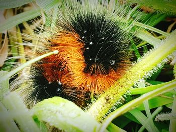Close-up of insect on flower