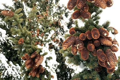 Low angle view of flowers on tree