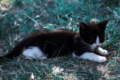 Cat relaxing on field