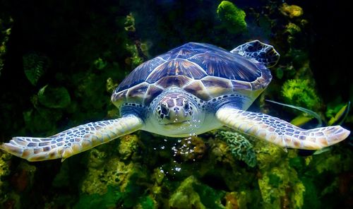 Close-up of turtle swimming in sea