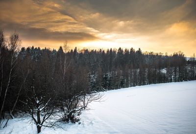 Panoramic shot of trees on field against sky during sunset
