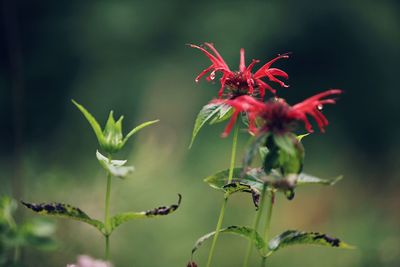 Close-up of flowers against blurred background