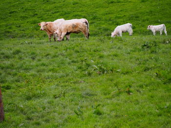 Cows with calves on grassy field