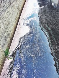 Reflection of trees in puddle
