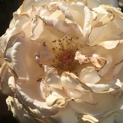 Close-up of white rose