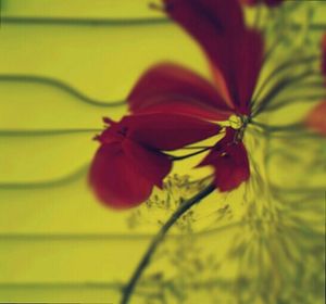 Close-up of red flowers