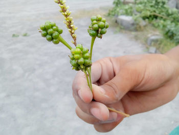 Close-up of cropped hand holding plant