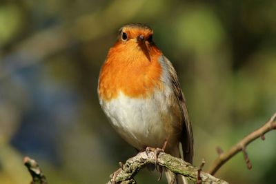 Close-up of bird perching outdoors