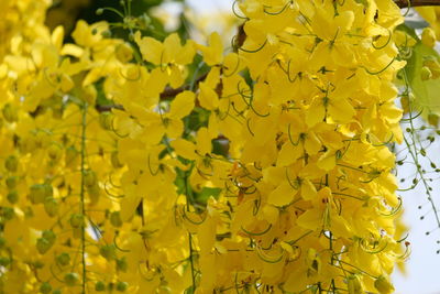 Close-up of insect on yellow flower