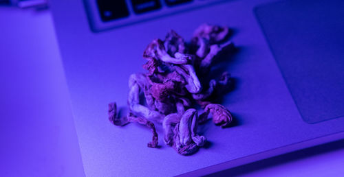 High angle view of purple flowers on table