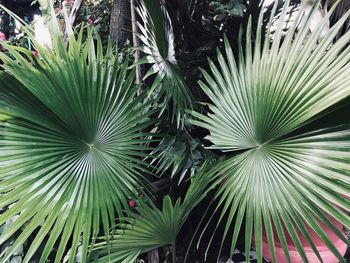 Close-up of palm leaves