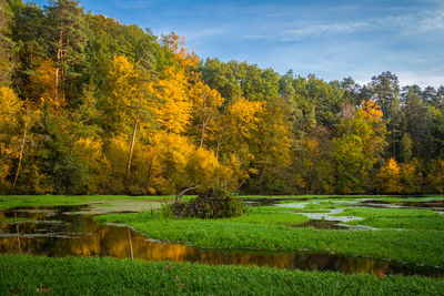 Scenic view of forest by lake against sky