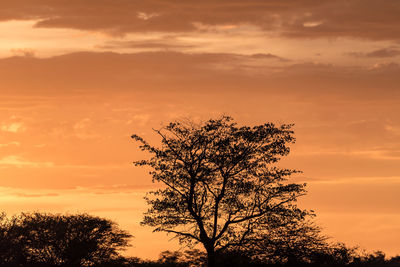 Low angle view of silhouette tree against sky during sunset