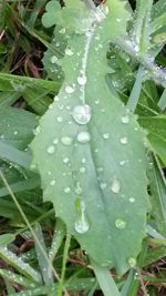 Full frame shot of raindrops on leaf