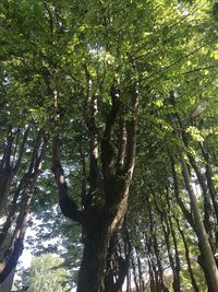 Low angle view of trees in forest