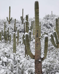 Close-up of snow covered field