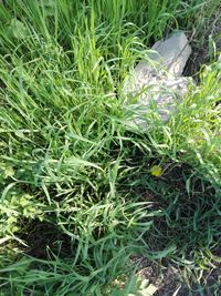 High angle view of grass on field