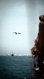 Seagulls flying over sea