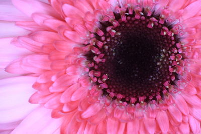 Close-up of pink daisy flower