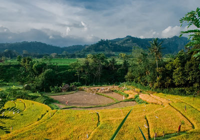 Scenic view of agricultural field against sky