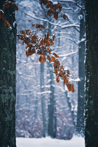 Close-up of frozen plant during winter