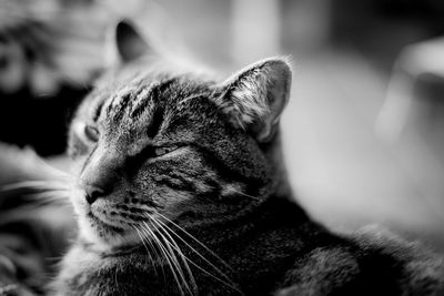 Close-up of cat sleeping