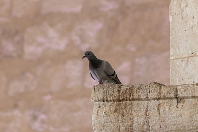 Bird perching on wall