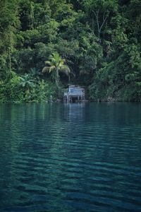 Scenic view of river in forest
