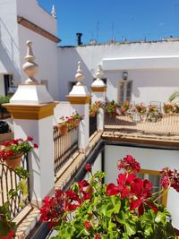 Close-up of potted plants on balcony