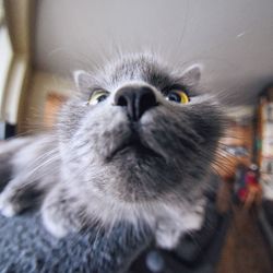 Close-up portrait of cat