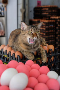 Portrait of cat yawning