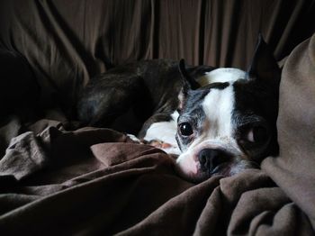 Close-up of a dog resting on bed at home