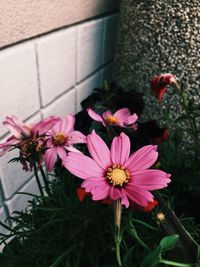 Close-up of pink flowers