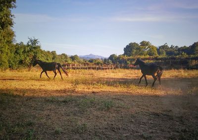 Horses standing on field against sky