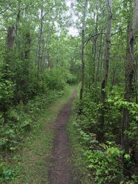 Trail amidst trees in forest