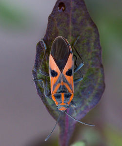 Close-up of butterfly on flower