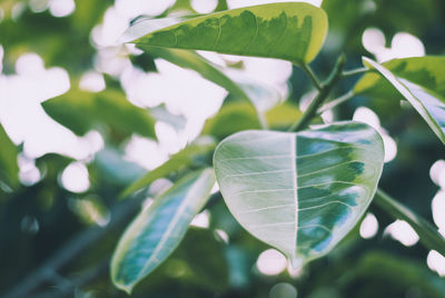 Close-up of green leaves