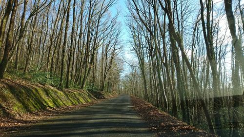 Empty road along trees in forest