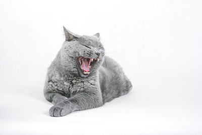 Cat lying on white background