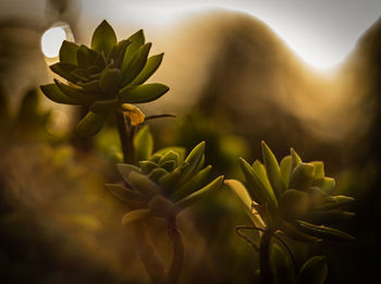 Close-up of succulent plant